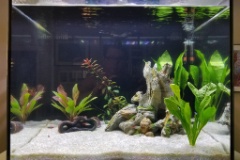 20191012 093935  The tank took about 1 month to cycle completely.