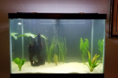 20190809 195441  The tank is cloudy after adding more plants from Greenpro (Amazon): Jungle Val,  three varieties of Amazon Sword (great!), and Rotala Indica (weak).