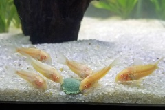 20190810 173839  Our herd of Albino Cories are affectionately called "Googans".