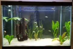 20190811 150432  After the water cleared from aquascaping.  No tannins!