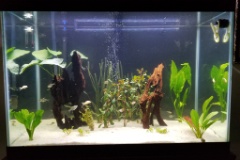 20190812 172030  I added the second piece of mounted driftwood from "rocknartcreation" on E-bay, and added some Dark Red Ludwigia, and foreground plants. I am dosing with Seachem Flourish, CO2, and I placed Flourish tablets in the substrate for each plant.