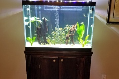 20190814 164619  When we decided that we wanted to locate the new saltwater reef tank where the current FW 90 is located we decided to split the FW 90 residents into the 40 breeder and the new WaterBox 40AIO. Since we were relocating the 40 breeder from the home office to the sitting room and the 40 breeder has the same LxW footprint as an Aqueon 65 gal we decided to use a 65 tank on the existing stand I had built. The 65 provides over 8" more view area height compared to the 40 breeder.