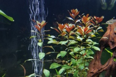 20190824 063442  The Dark Red Ludwigia is sprouting lots of red leaves at the top.