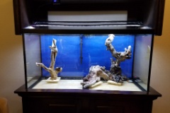 20170917 121140  Starting the aquascaping with some nice driftwood.  I soaked the driftwood for about a month before we put the tank together.