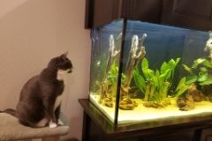 20170923 070319  The cats are fascinated by the fish.