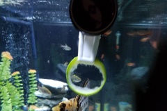 20190726 165630  I would feed the fish Zuchini a couple times per week.  Mostly the Pleco and Clown Loaches eat the Zuchini.