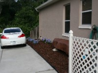 IMG 8834  As a part of extending the driveway and having the house painted, I also took out the strip of lawn between the house and the driveway and planted some Plumbagos and mulched.